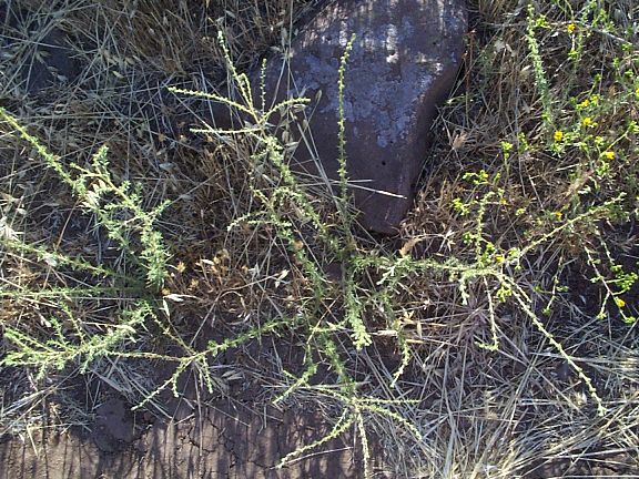 Sticky Tarweed