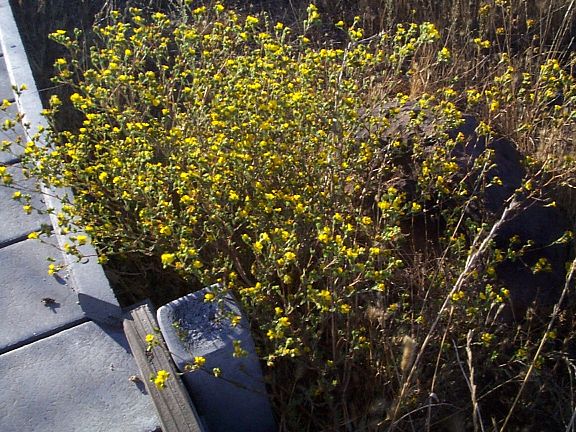 Slender Tarweed