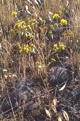 Slender Tarweed