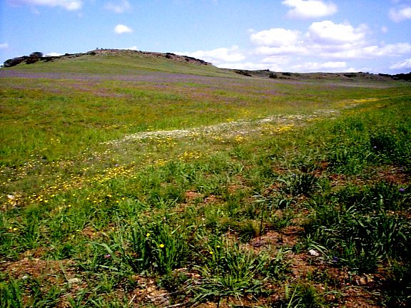 Red-skinned Onion and Western Buttercups