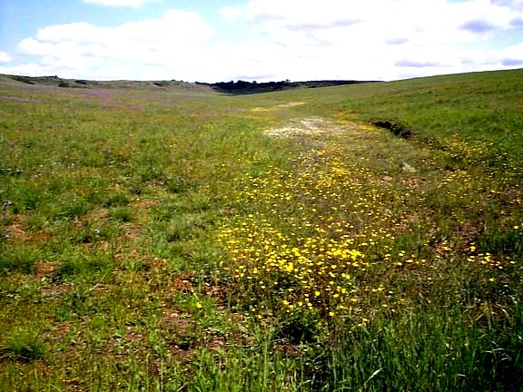Red-skinned Onion and Western Buttercups