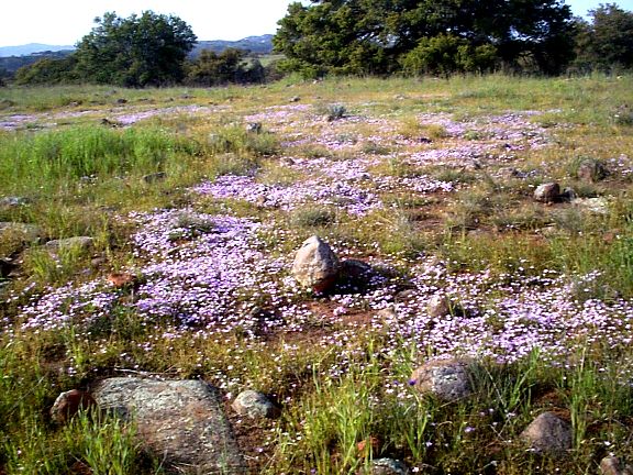 Ground Pink
