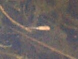 pix of mutant colored fairy shrimp