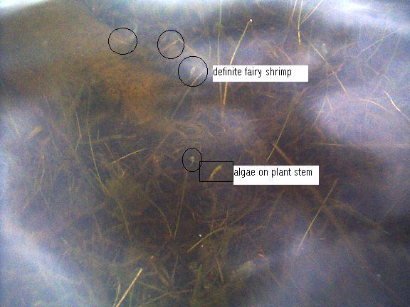 enhanced pix of normal fairy shrimp