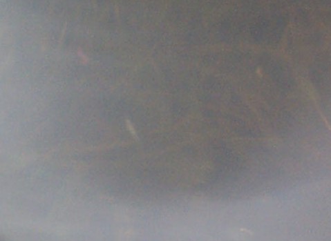 pix of normal fairy shrimp with eggs