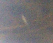 enhanced pix of normal fairy shrimp with eggs